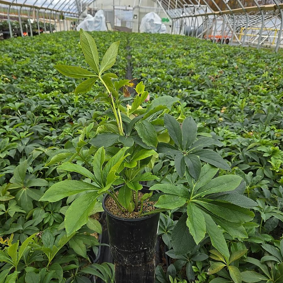 Helleborus x Royal Heritage™