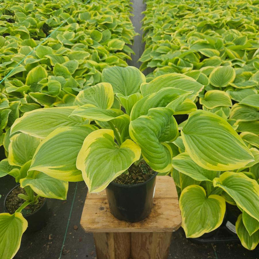 Hosta Fragrant Bouquet