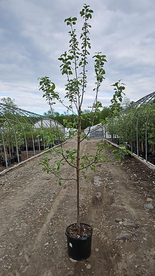 Malus X Fuji