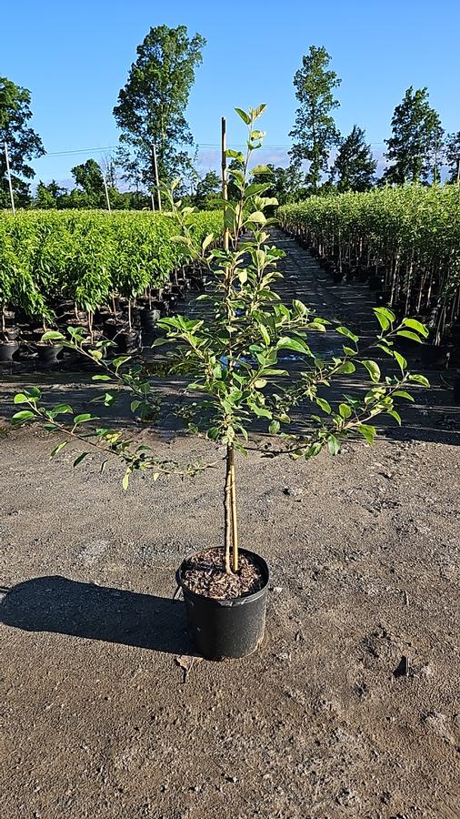 Malus X Mcintosh