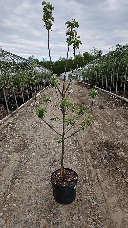 Malus X Macoun
