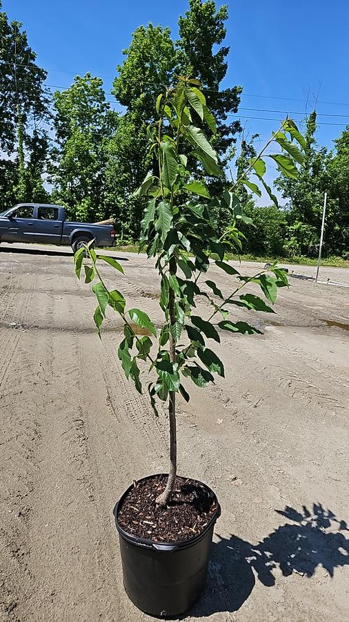 Prunus X 'Bing'