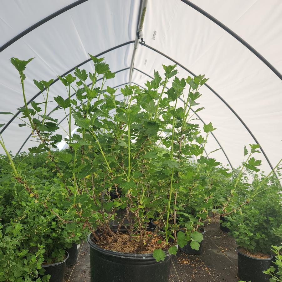 Ribes Hinnonmaki Red