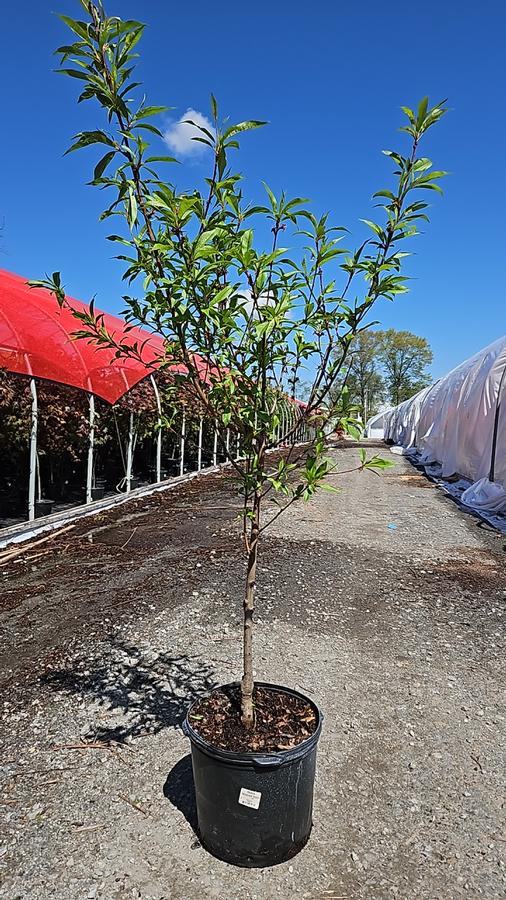 Prunus persica 'Redhaven'