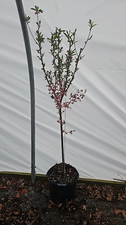 Prunus X Reliance