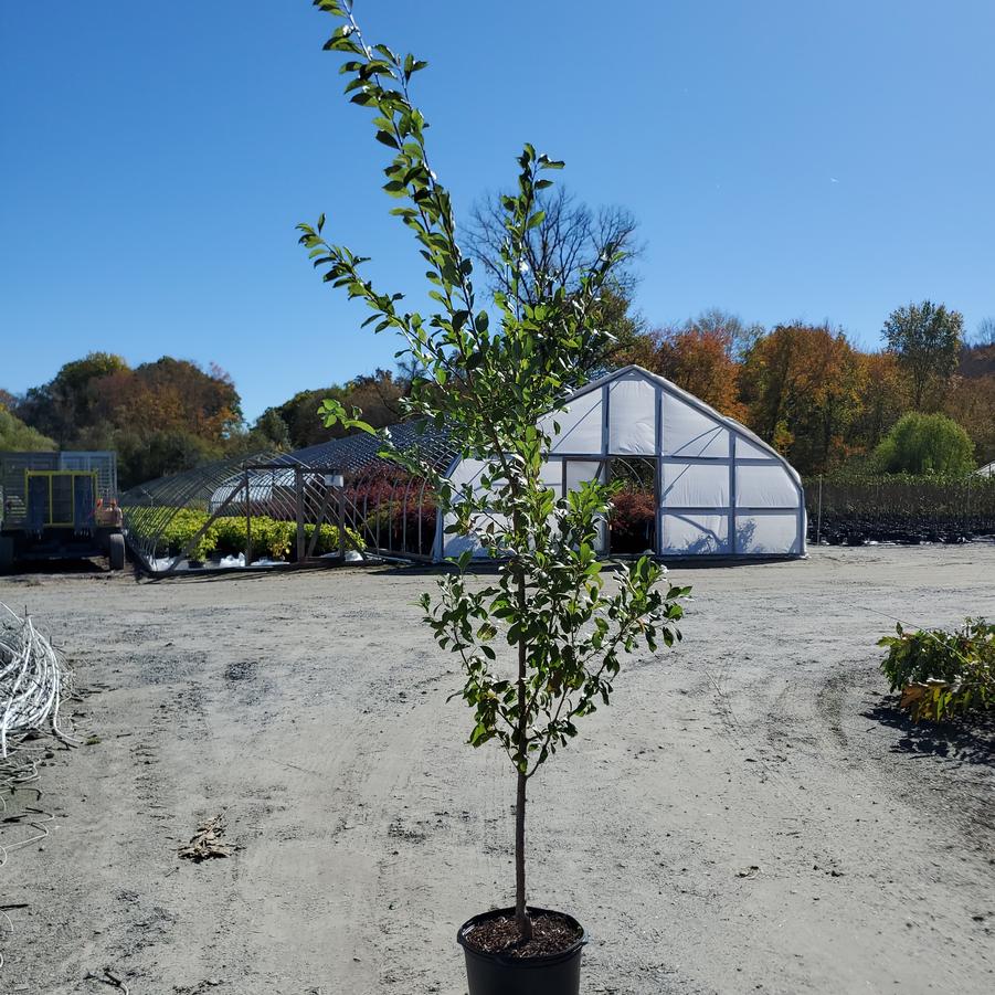 Prunus salicina Santa Rosa