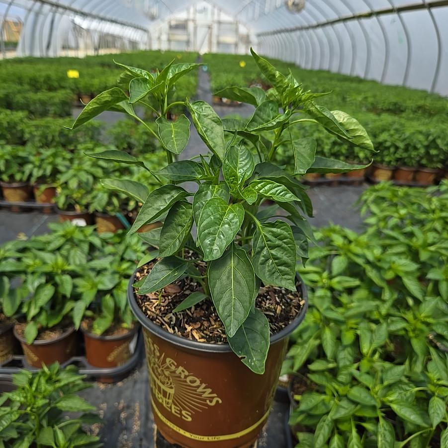 Pepper Ancho Poblano
