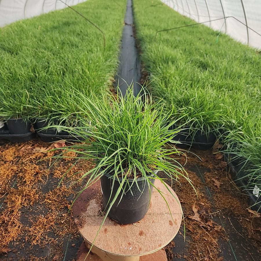 Pennisetum alopecuroides Hameln