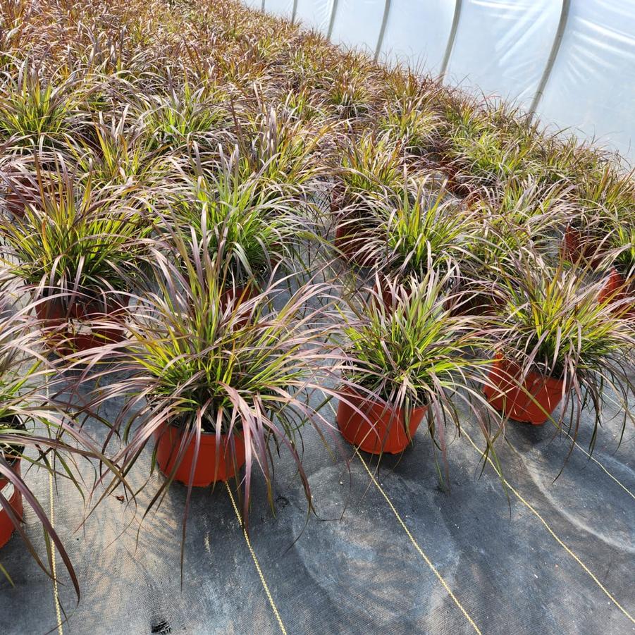Pennisetum setaceum Rubrum