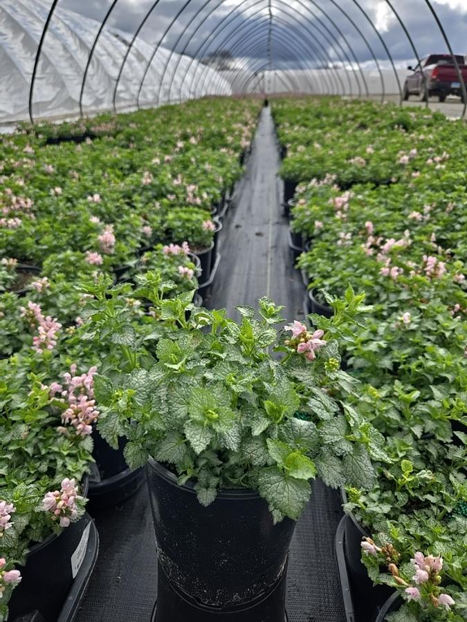 Lamium maculatum Pink Pewter