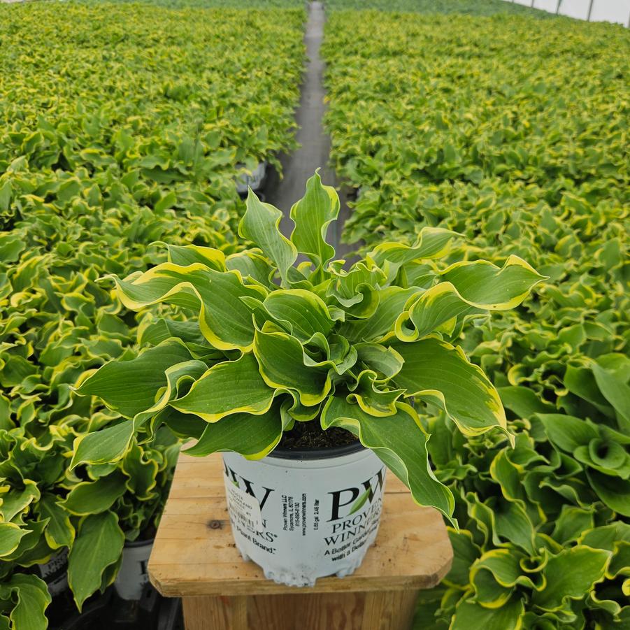 Hosta hybrid Shadowland® Wheee!