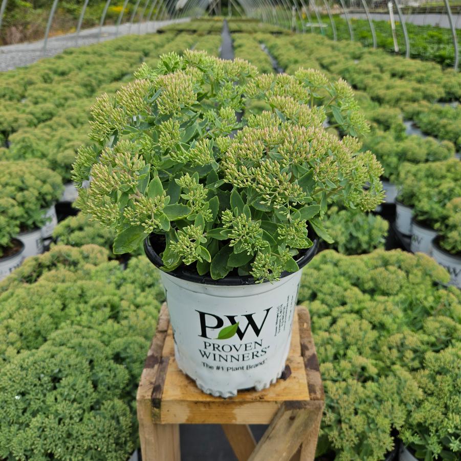 Sedum x Rock 'N Round® 'Pure Joy'