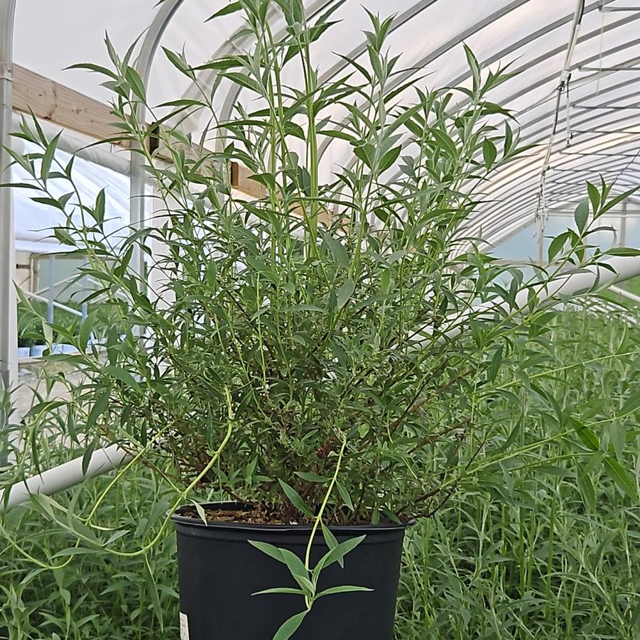 Buddleia davidii 'Nanho Blue'