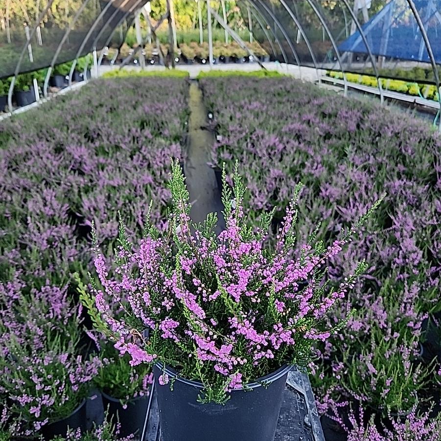 Calluna vulgaris Tib