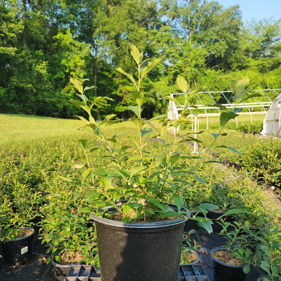 Ilex verticillata 'Red Sprite'