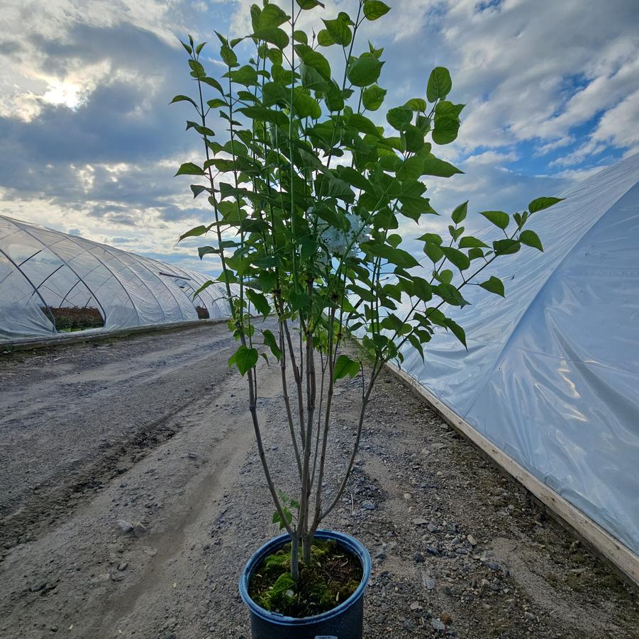 Syringa vulgaris Krasavitsa Moskvy