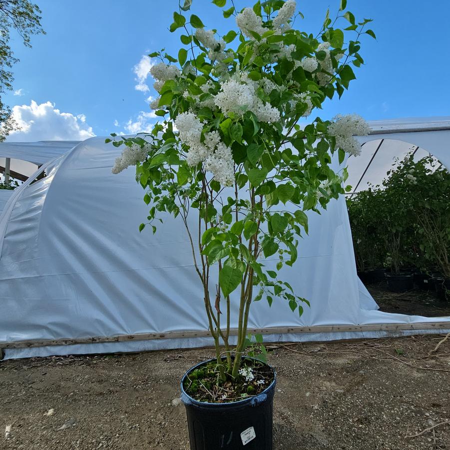 Syringa vulgaris x Primrose