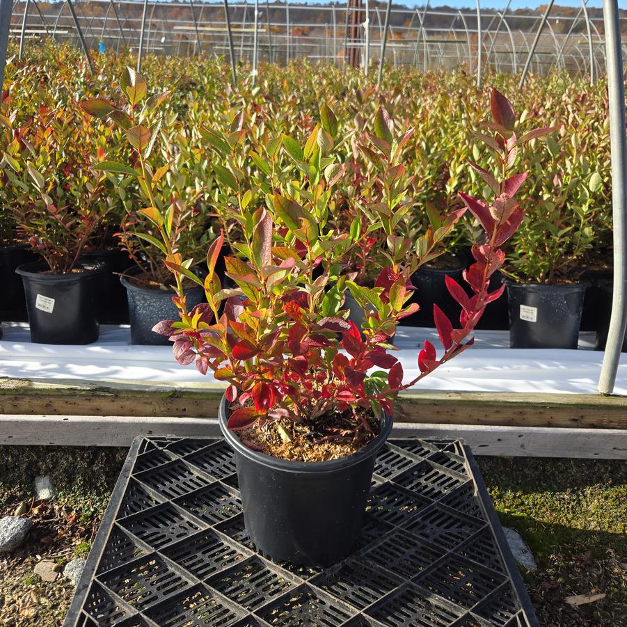 Vaccinium corymbosum 'Chandler'