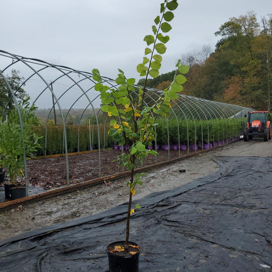 Ulmus americana 'Jefferson'