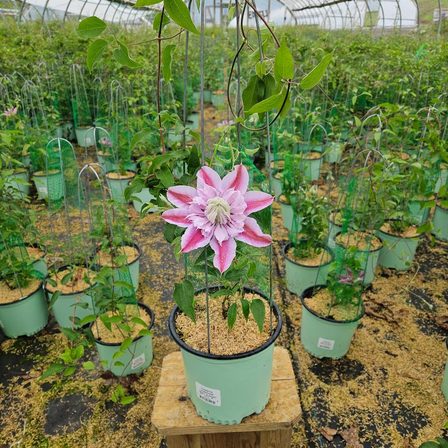 Clematis Josephine™