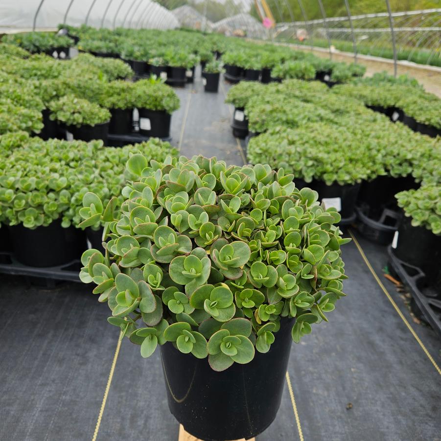 Sedum SunSparkler® 'Lime Zinger'