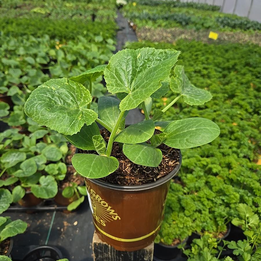 Zucchini Easy Pick Green