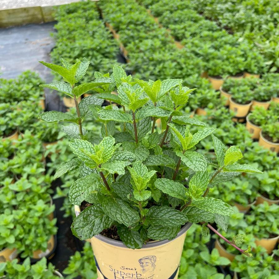 Mentha x. Mojito