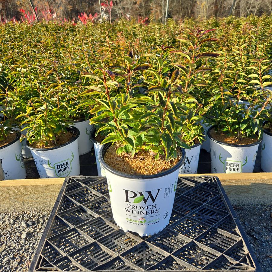 Forsythia x Show Off® Sugar Baby®