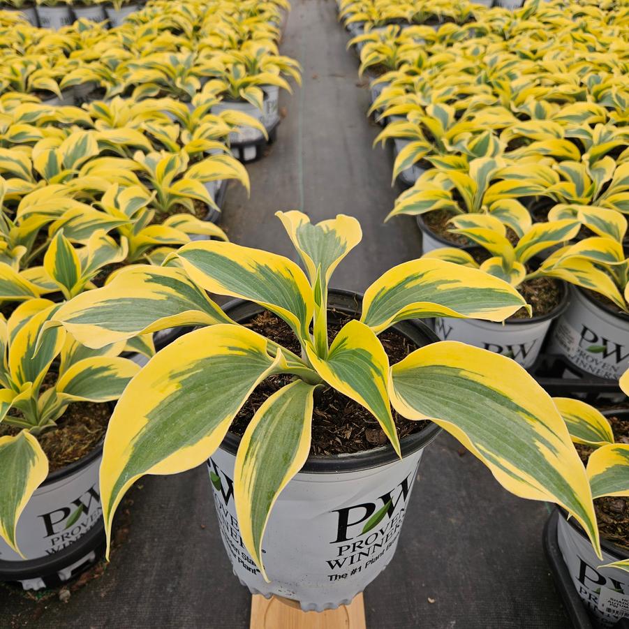 Hosta hybrid Shadowland® Autumn Frost