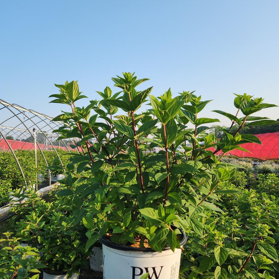 Hydrangea paniculata Fire Light®