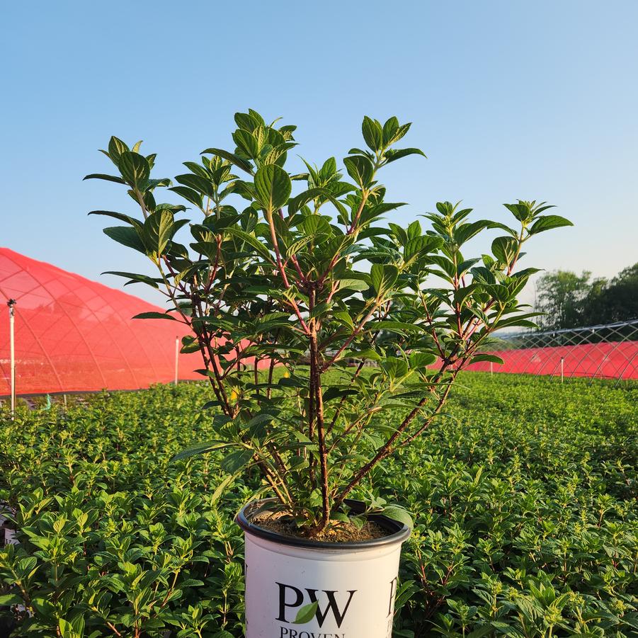Hydrangea paniculata Little Quick Fire®