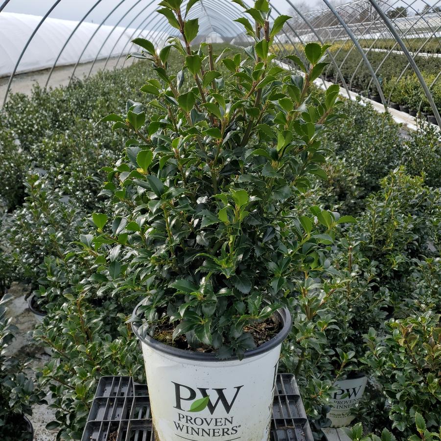 Ilex x meserveae Castle Spire®