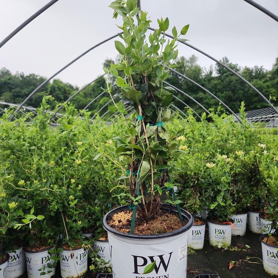 Lonicera periclymenum 'Scentsation'
