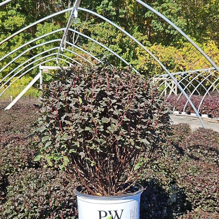 Physocarpus opulifolius Tiny Wine®