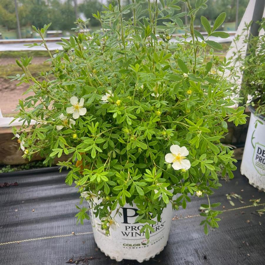 Potentilla fruticosa Happy Face® White