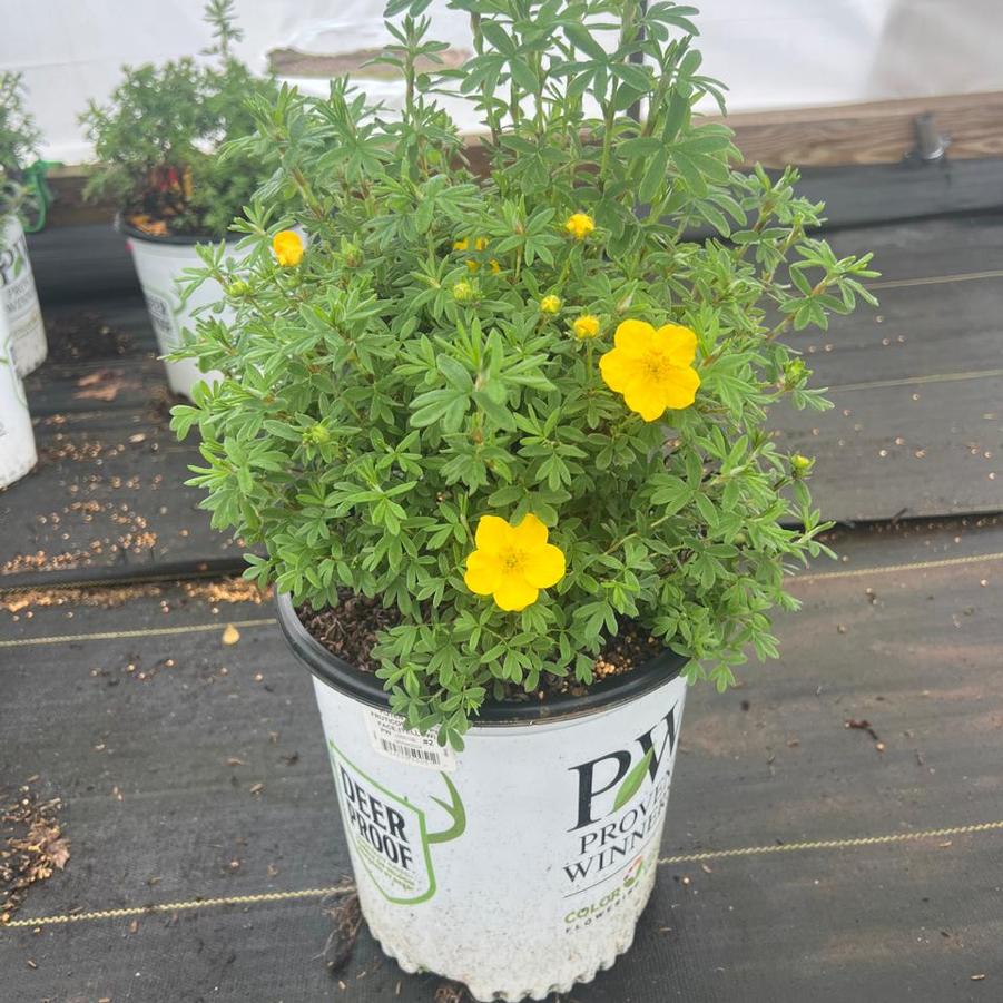 Potentilla fruticosa Happy Face®