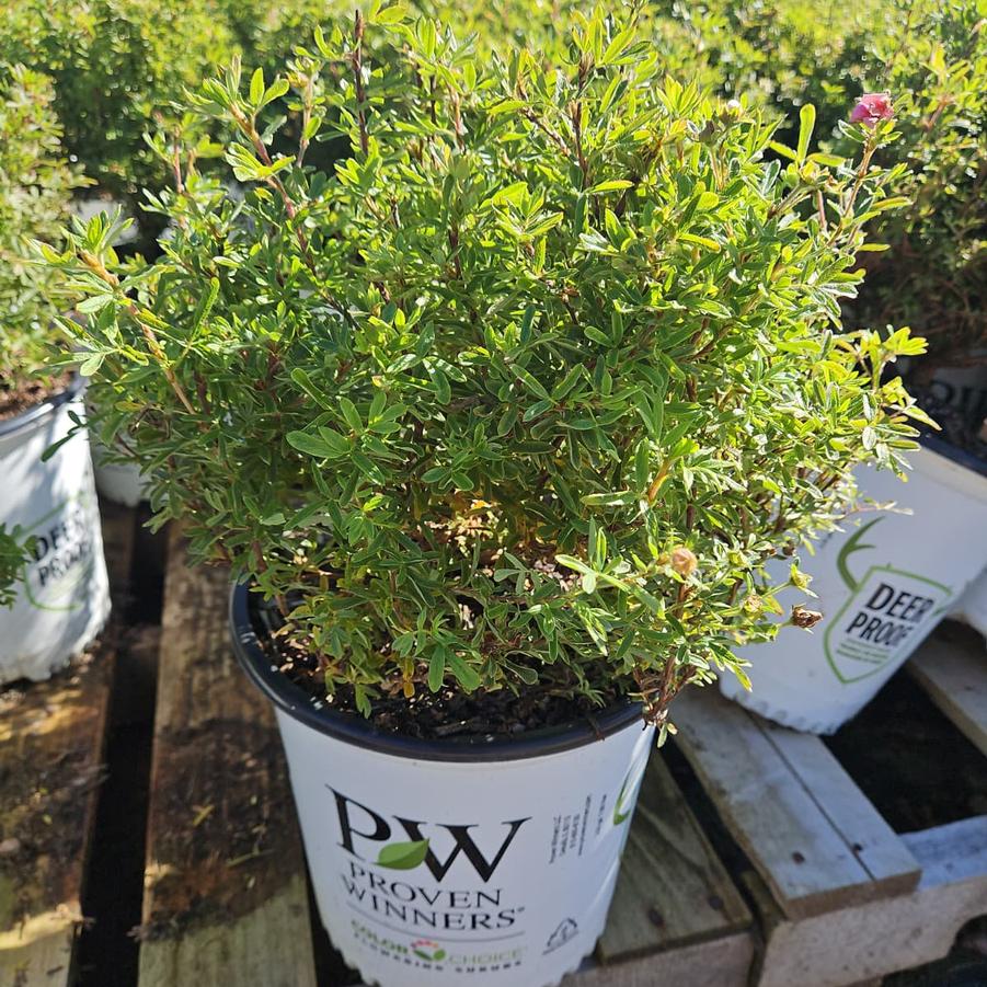 Potentilla fruticosa Happy Face® Pink Paradise