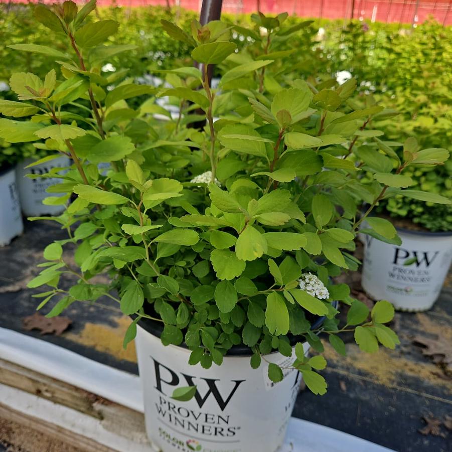 Spiraea betufolia Glow Girl®