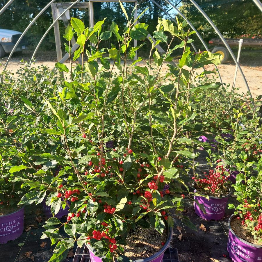 Ilex verticillata Wildfire™
