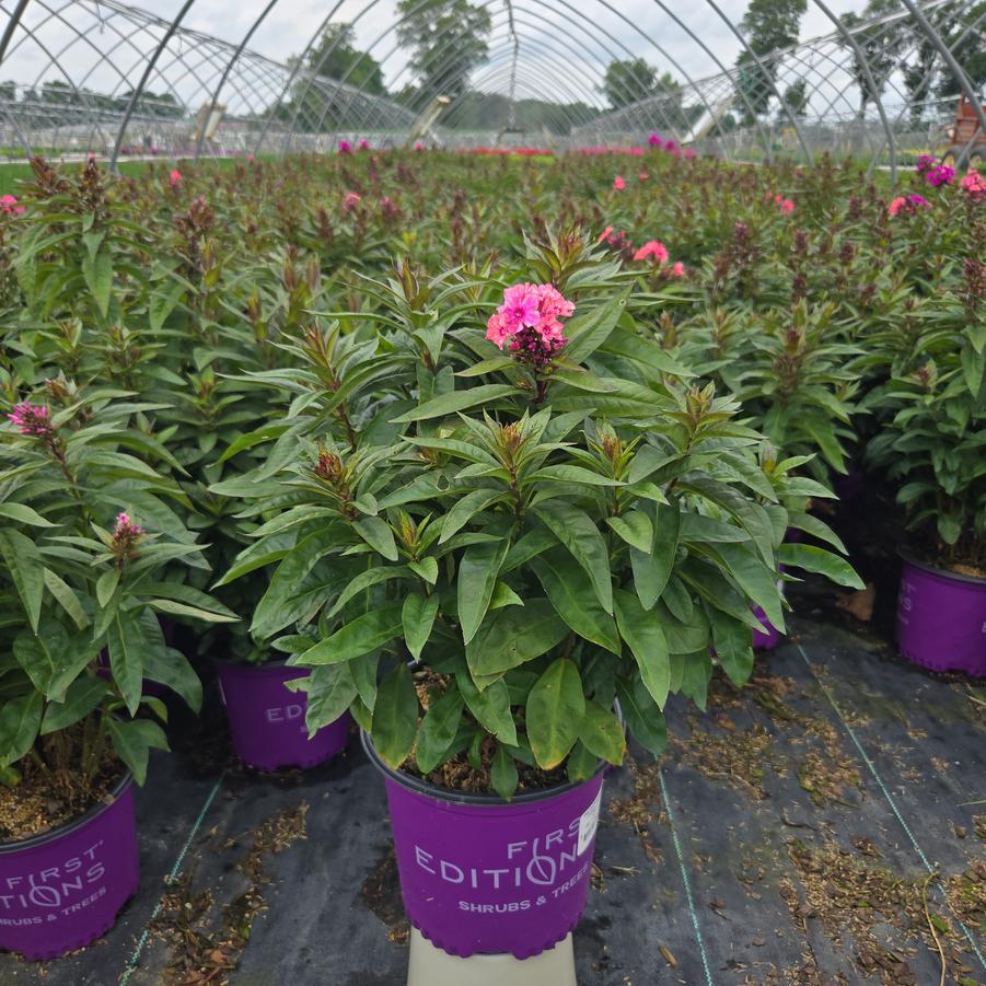 Phlox paniculata Coral Crème Drop™