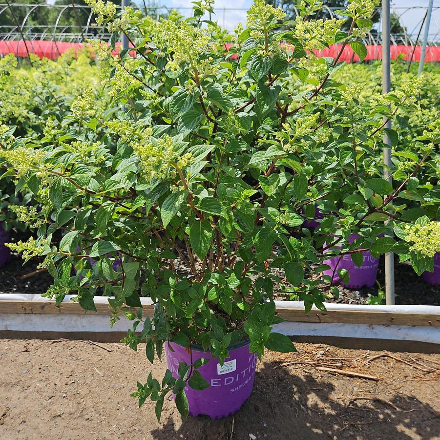 Hydrangea paniculata Strawberry Sundae®