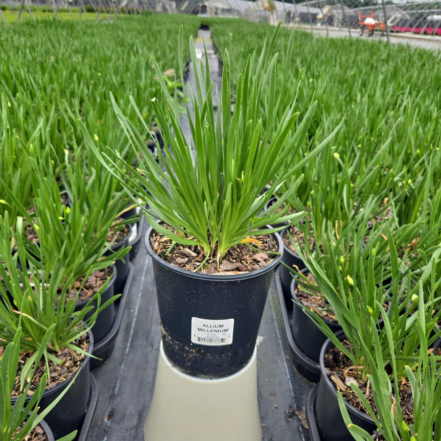 Allium x 'Millenium'
