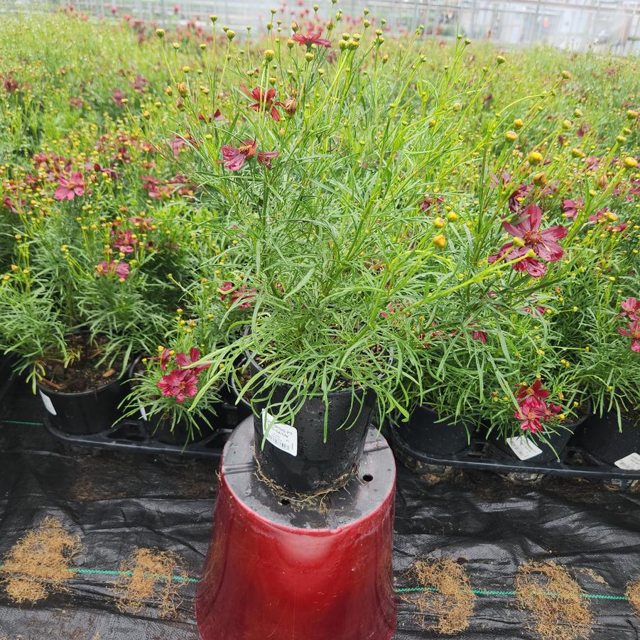 Coreopsis verticillata Permathread™ 'Red Satin'