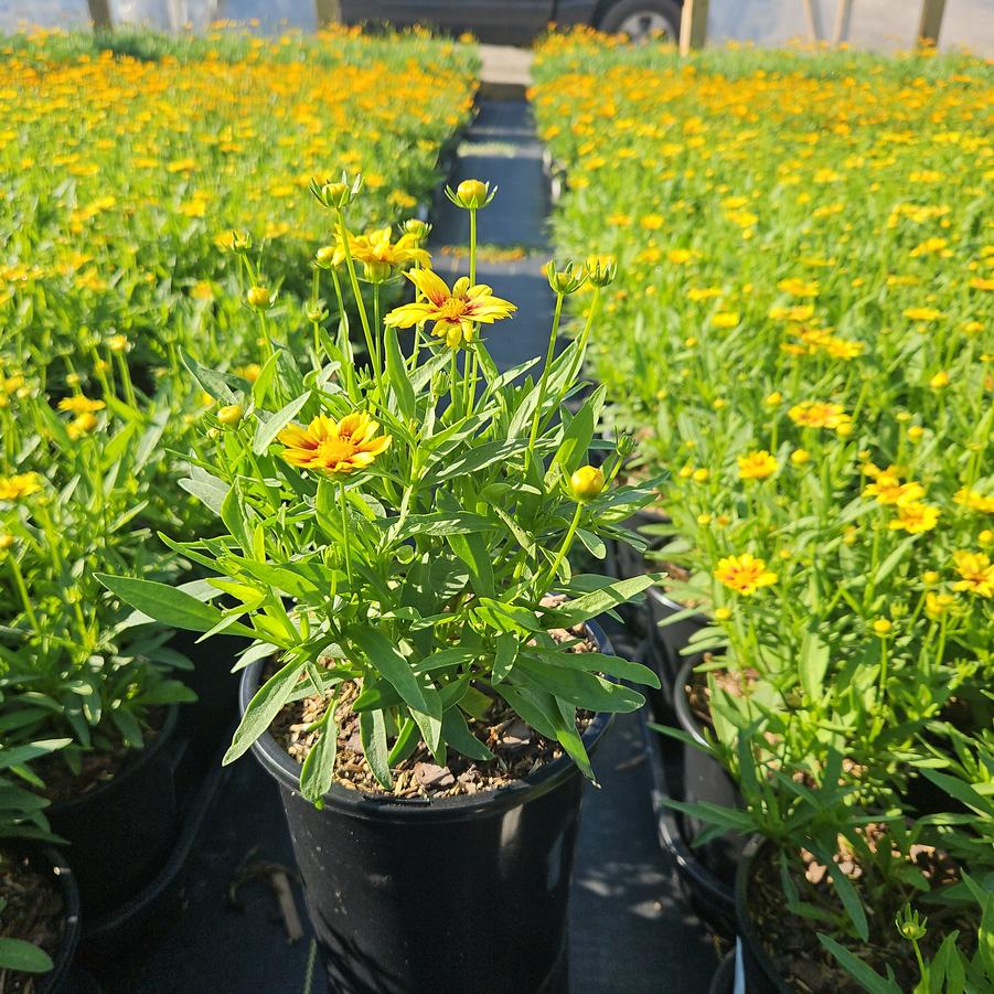 Coreopsis x Li'l Bang™ 'Daybreak'