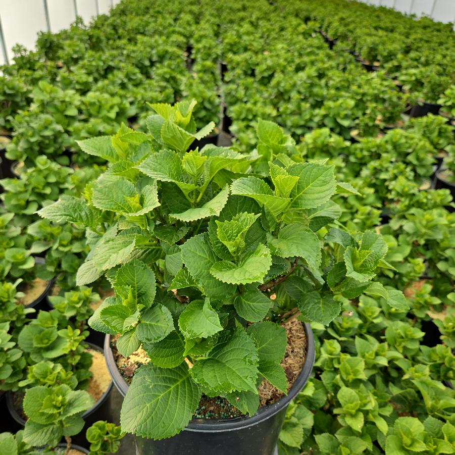 Hydrangea macrophylla Magical® Revolution