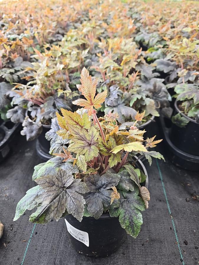 Tiarella x 'Sugar & Spice'