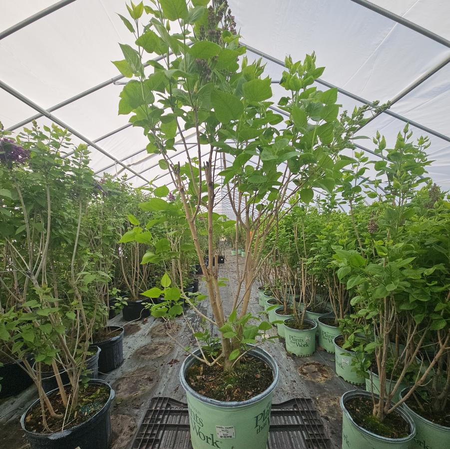 Syringa 'Equinox Valley'