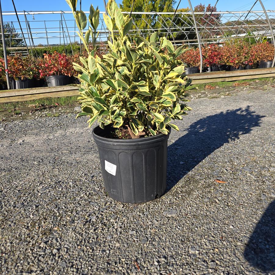 Euonymus japonica 'Silver King'