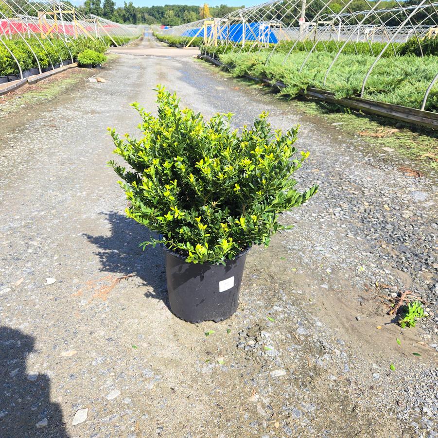 Ilex crenata 'Hoogendorn'