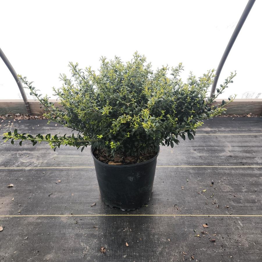 Ilex crenata Soft Touch